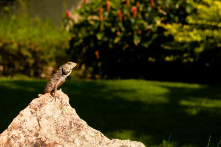 lizard sitting on a rock basking in the sun on  the garden backgroundの写真素材