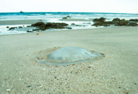 Meduse thrown on sandの写真素材