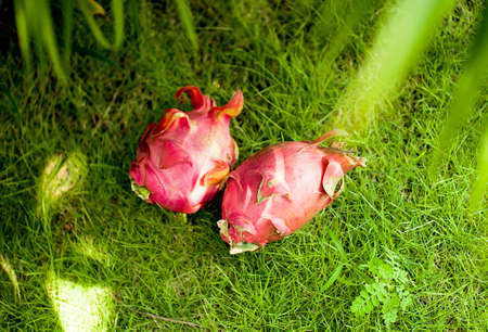 exotic dragon fruit on the green grass topviewの写真素材