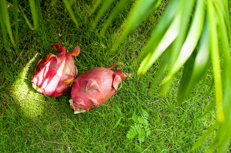 Vietnam exotic fruit on grass top view  outdoors