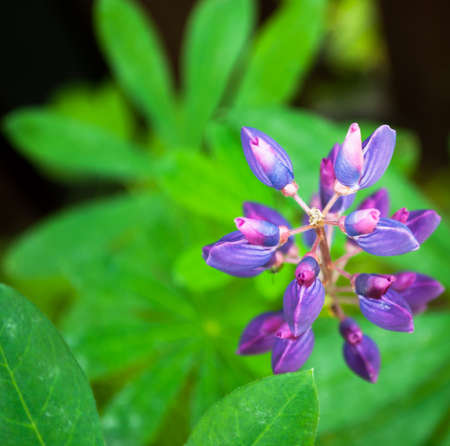 Purple violet lupine flower view from above abstract nature backgroundの写真素材