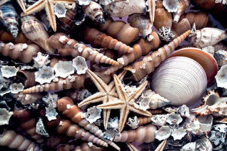 Marine style background  from shells and starfish closupの写真素材