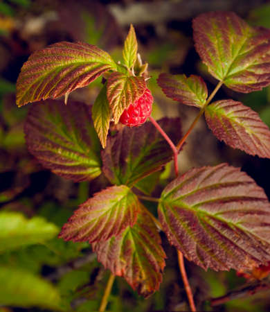 Raspberries growing in the bush forest closeup view outdoor
