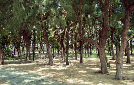 Pine trees in the central park of Nha Trang Vietnam landscapeの写真素材