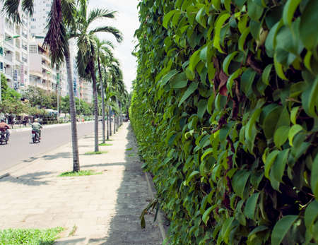 wall along the road overgrown with ivy Trang Vietnam cityscapeの写真素材