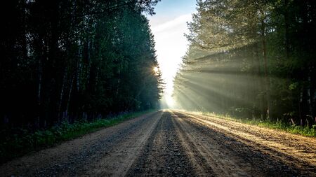 Morning in the forest with sunlightの写真素材