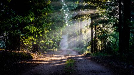 Morning in forest