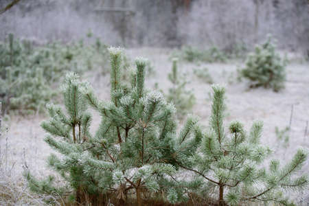 on a cold winter morning, white frost has formed on the green pine needles