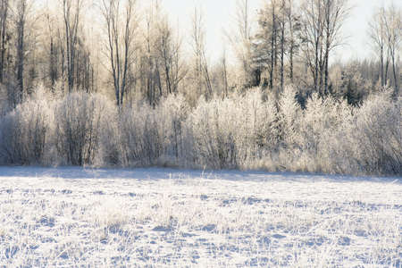 a beautiful frosty field on a sunny summer dayの写真素材