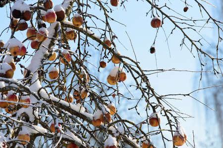beautiful snow-covered apples on a tree branch in the cold winterの写真素材
