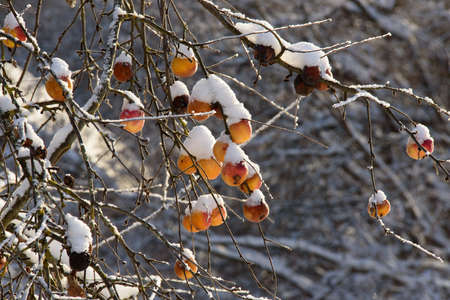 beautiful snow-covered apples on a tree branch in the cold winterの写真素材