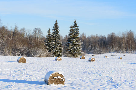 snow rollers in the middle of the field in winterの写真素材