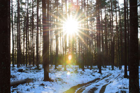 beautiful sunshine in the middle of the forest in winterの写真素材