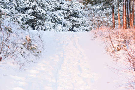 a beautiful snowy path on the edge of the forest in the evening sunset in winterの写真素材