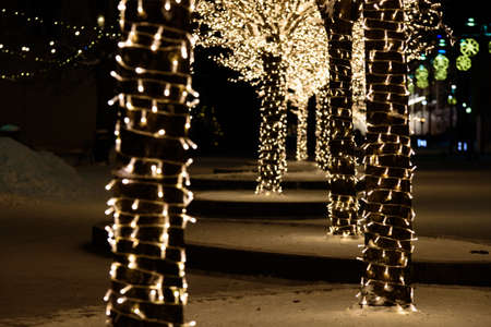 trees decorated with Christmas tree decorations at night