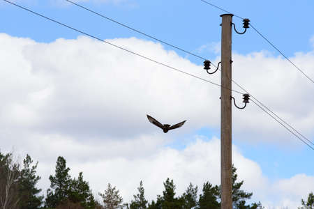 a flying bird on a cloudy day along a power line in the spring