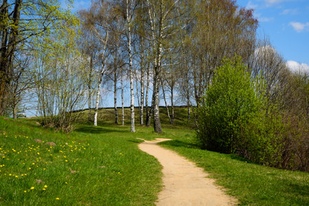 beautiful yellow dandelions in a nature park on a sunny day with a birch grove and a path in the...