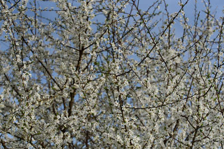 beautiful white plum blossoms on a sunny day in spring