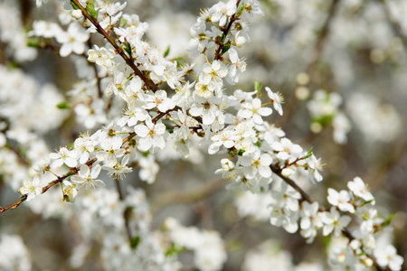beautiful white plum blossoms on a sunny day in springの写真素材