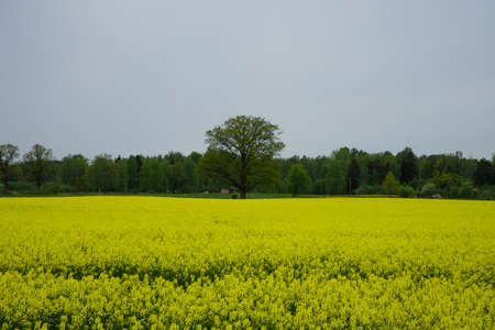 a beautiful yellow rapeseed field with a lonely tree and a gray skyの写真素材