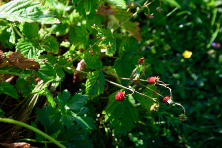 beautiful wild strawberries on a sunny summer day