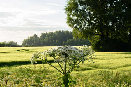 beautiful green meadow in summer evening with car tracks