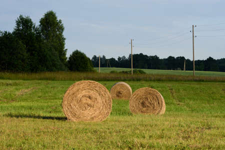 beautiful rolls of hay on a sunny summer evening, green grassの写真素材