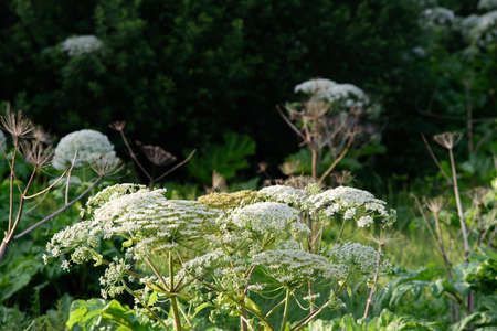 beautiful green meadow in summer evening with white plant flowers