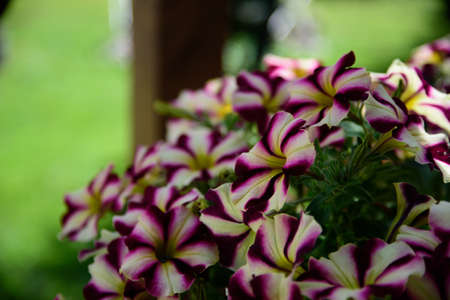 beautiful flowers of different colors in the widow nature packageの写真素材
