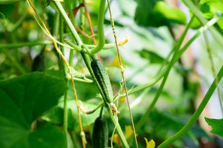 beautiful green cucumber on a sunny summer day in a greenhouse