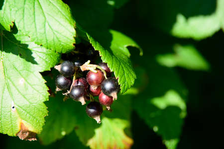 beautiful black berries on a green bush on a sunny summer day