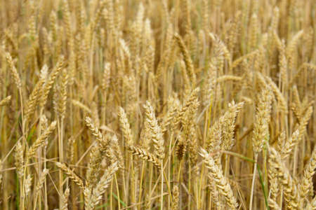beautiful brown barley meadow on a sunny summer day