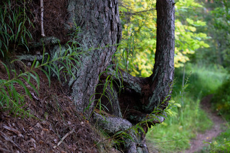 beautiful tree roots in the forest in the evening sunset with a beautiful path nearby and a yellow...
