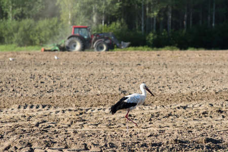a beautiful white stork in the middle of a field where crops are being harvested on a sunny summer dayの写真素材
