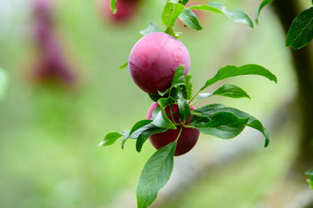 beautiful dark red plums on a branch of a tree with green leaves on a cloudy summer dayの写真素材