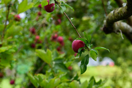 beautiful dark red plums on a branch of a tree with green leaves on a cloudy summer day