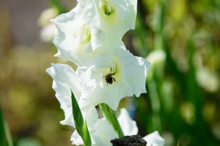 white gladiolus flowers on a sunny summer day in an outdoor parkの写真素材