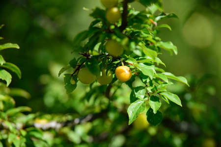 yellow plums on a beautiful tree branch on a sunny summer day with a blue sky
