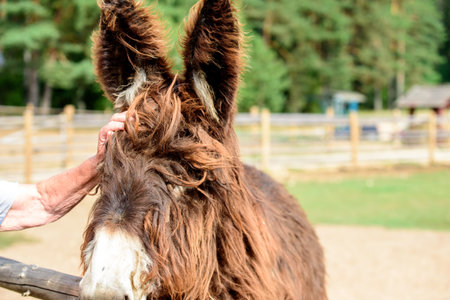 a brown donkey with a white nose in an outdoor park on a sunny day in green grassの写真素材