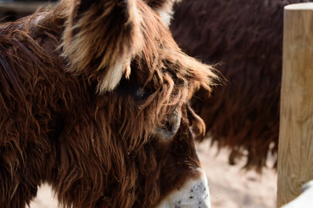 a brown donkey with a white nose in an outdoor park on a sunny dayの写真素材