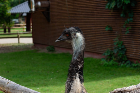 ostrich beautiful in nature park on green grass on sunny dayの写真素材