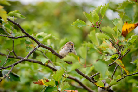 house sparrow sitting on a tree branch on a sunny summer dayの写真素材