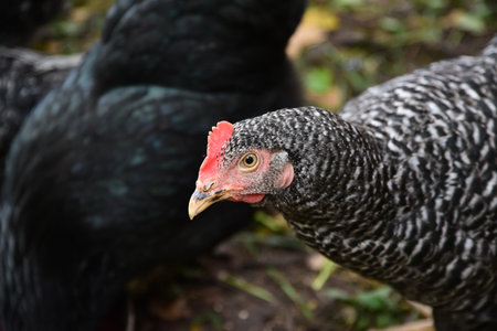 Spotted breed chicken in outdoor park on green grass in autumn