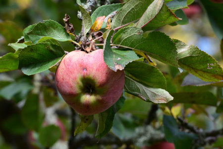 an apple tree with red apples in an outdoor park with yellow birch trees in the distance in autumn
