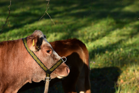 a brown cow looks into the distance on the green grass in the evening sunset in autumnの写真素材