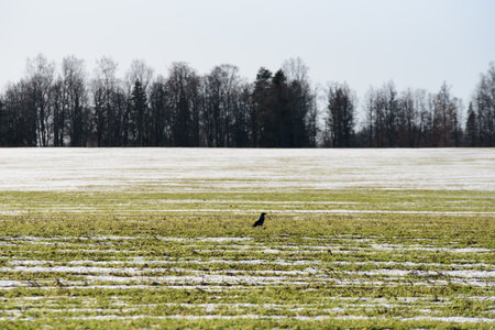 a black crow in the middle of a field on a sunny spring day where snow still remains in some placesの写真素材