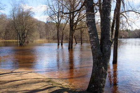 a flooded river with trees in the water on a sunny spring dayの写真素材