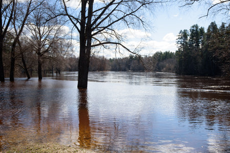 a flooded river with trees in the water on a sunny spring dayの写真素材