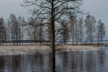 Flooded landscape with bare trees reflecting in calm water, surrounded by winter scenery under an overcast sky.の写真素材