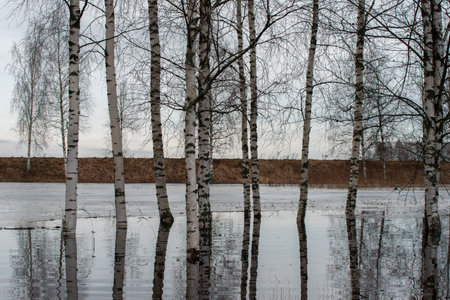 A flooded area with birch trees reflecting in the calm water, surrounded by a natural landscape under an overcast winter sky.の写真素材